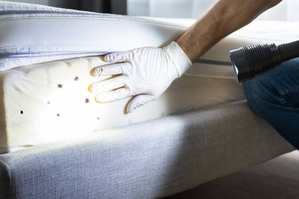 Best Termite Control Services  in Uvalde, TX