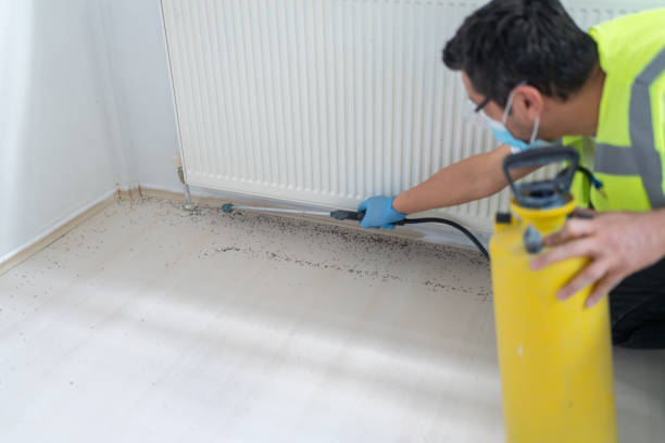 Best Rat Extermination Near Me  in Uvalde, TX